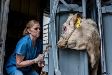veterinarian Jacey McDaniel with bull